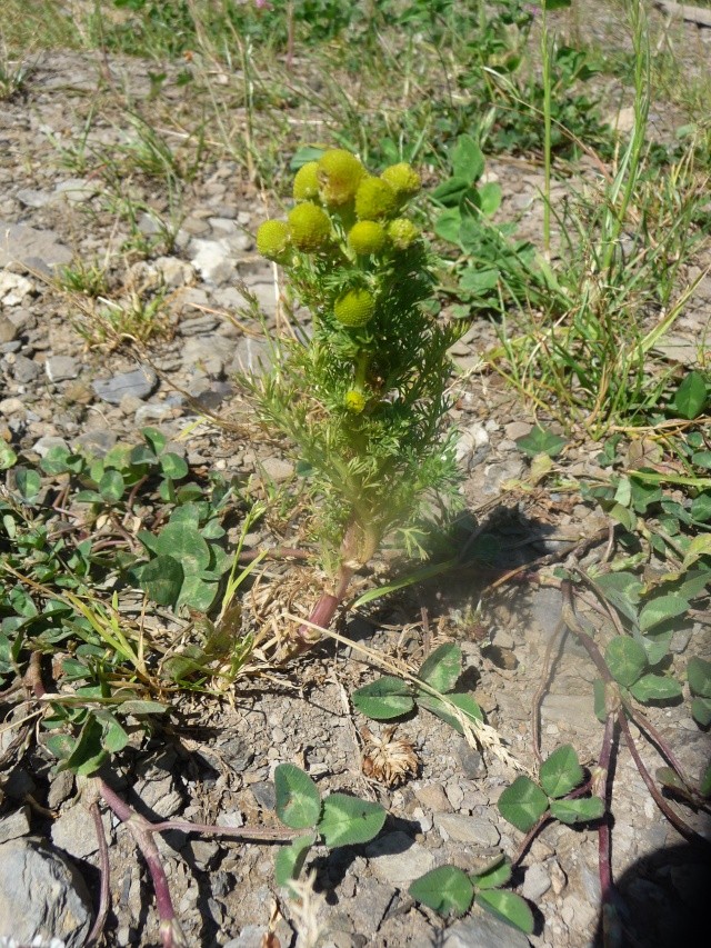 Matricaria Matricarioides ,Matricaire Odorante P1200610