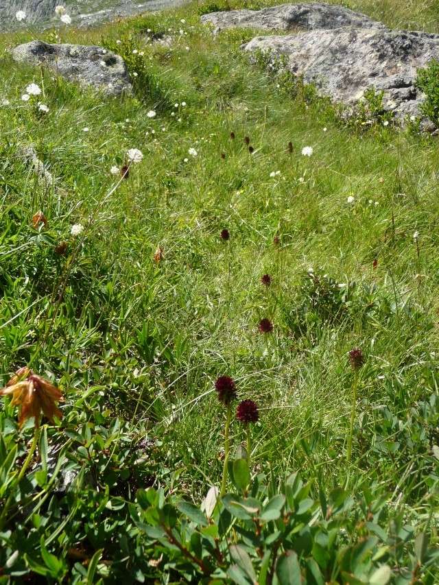 Nigritella rhellicani , Nigritelle , Orchis vanille P1210214