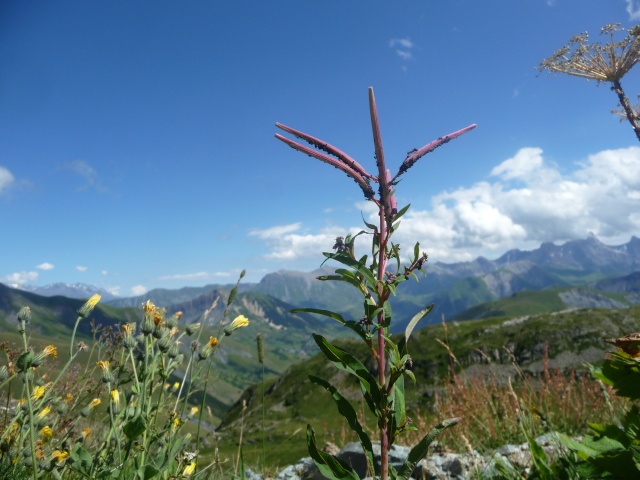 Plante alpine à identifier/ Epilobium angustifolium P1210222