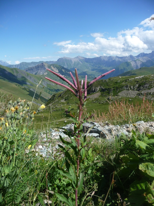 Plante alpine à identifier/ Epilobium angustifolium P1210224