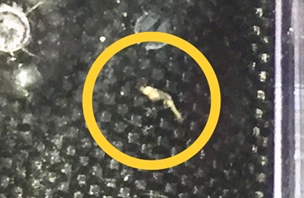 Méthode de reproduction crevettes Japonica 110