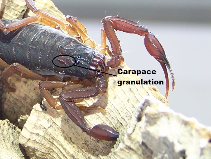 Please ID this new Scorpion of mine Carapa11