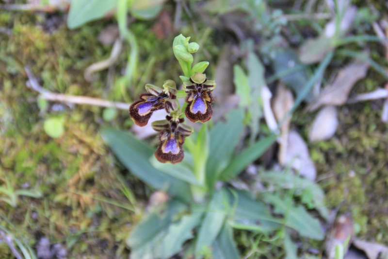 Corse 2013 - Ophrys Speculum Img_7912