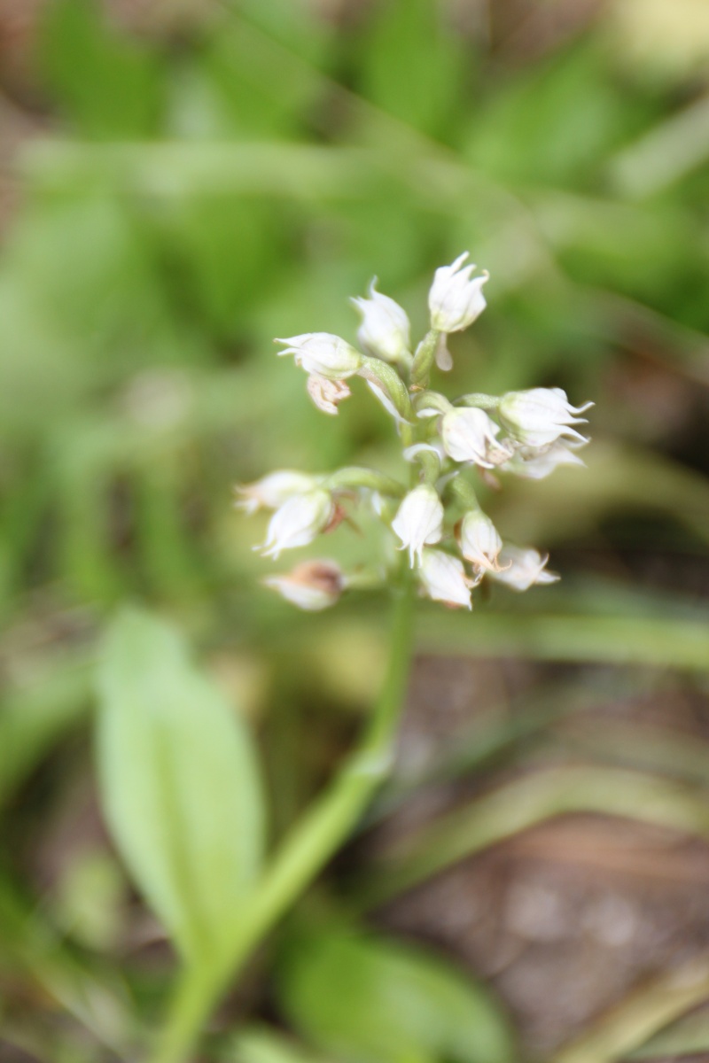 Corse 2013 - Orchis ? Img_7919