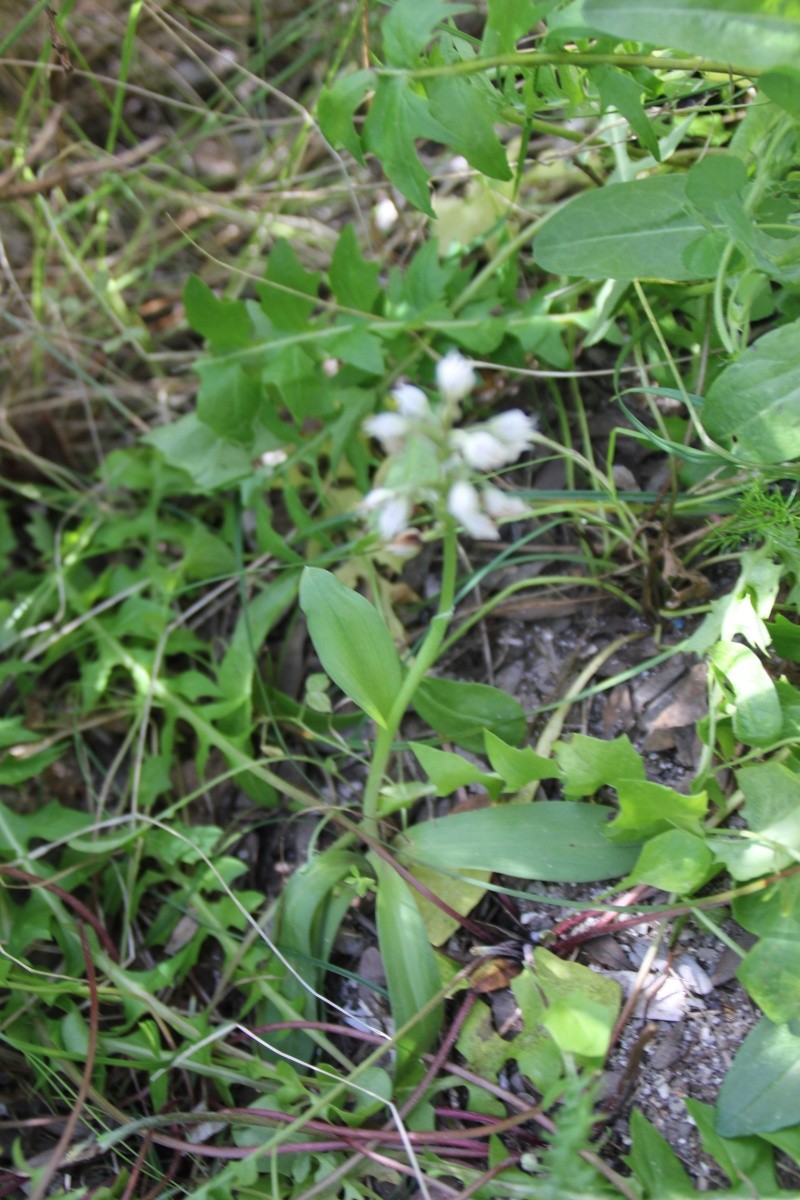 Corse 2013 - Orchis ? Img_7920