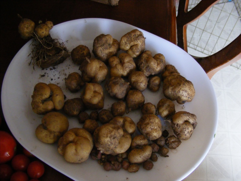 Western Mountains and High Plains: What are you harvesting? - Page 2 Dscf5512