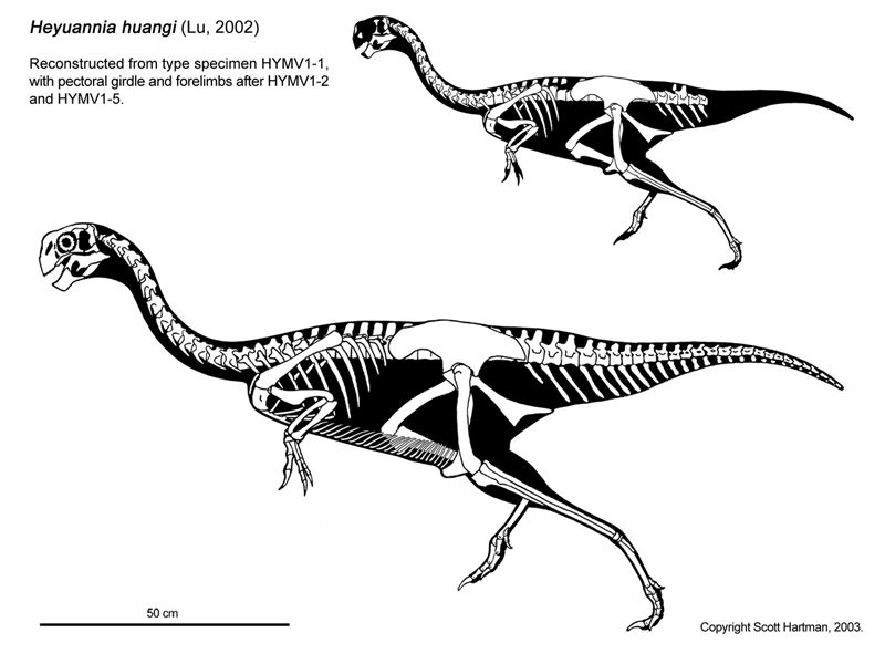 Oviraptorosaur skeletals Heyuan10