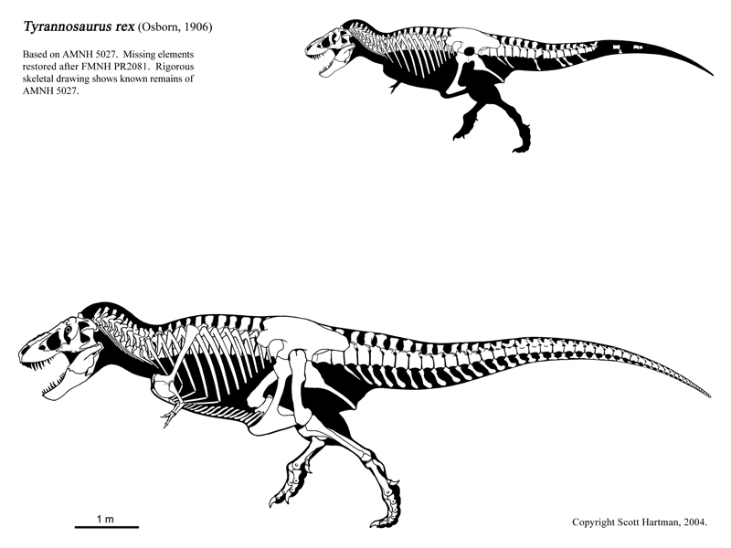 Tyrannosaur skeletals