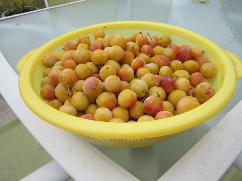 Tous les Prunus - Page 3 Img_2823