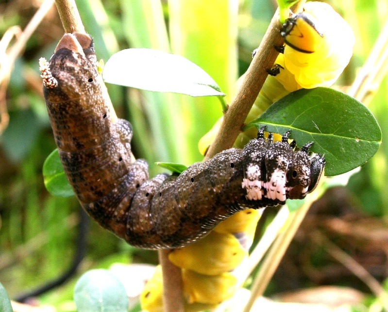 Quelques images d'un petit élevage d'automne : Acherontia atropos Dpp_1111