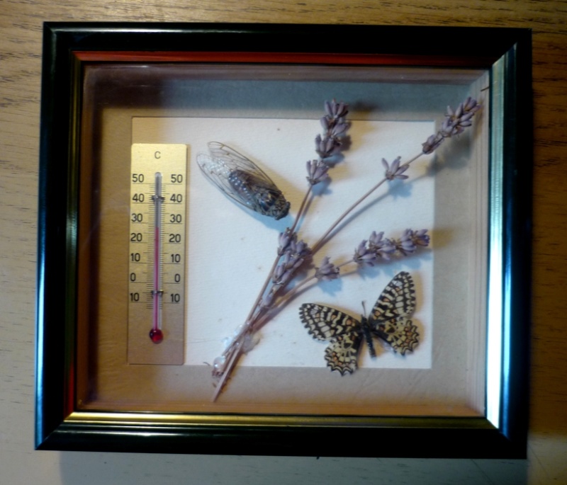 Recherche cadres pour exposer papillons  P1050613