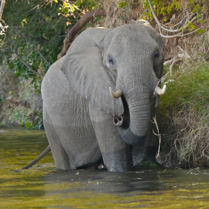 "Ellies and Buffs" Zambia Safari, June 2013 P1000910