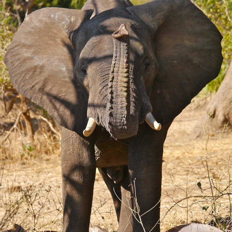 "Ellies and Buffs" Zambia Safari, June 2013 P1010010