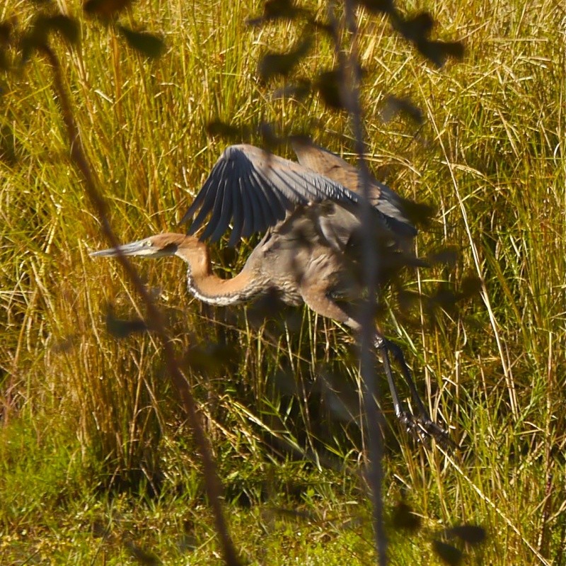 Birds of Lower Zambezi, Zambia, June 2013 P1010012