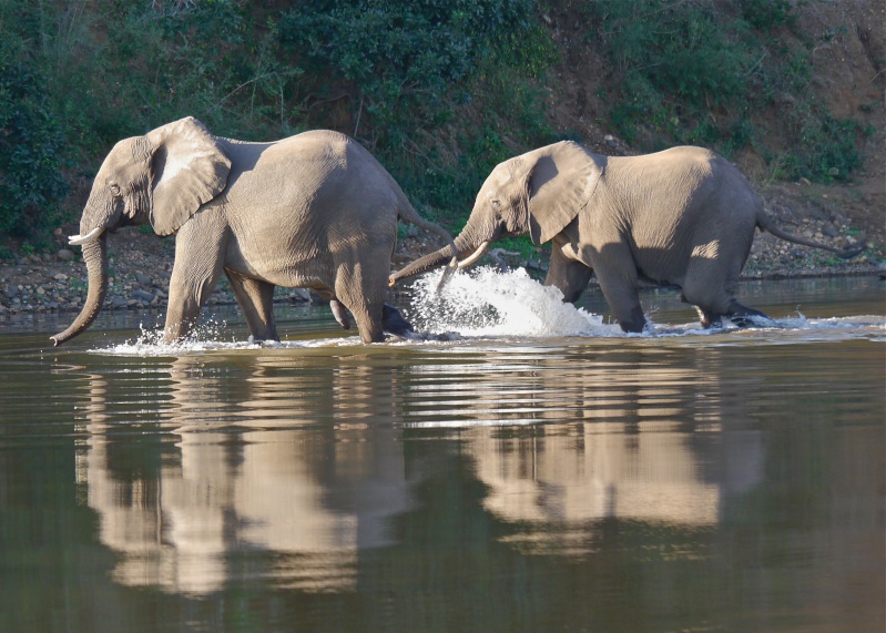 "Ellies and Buffs" Zambia Safari, June 2013 P1010110