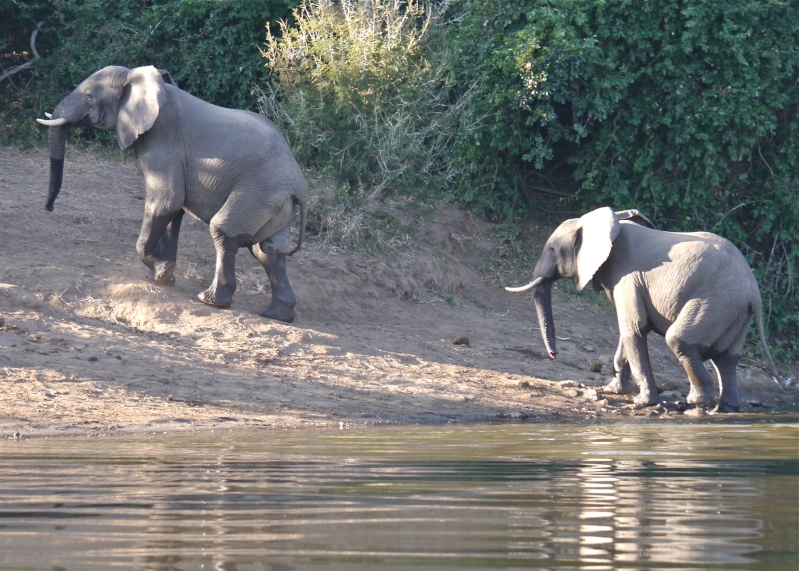 "Ellies and Buffs" Zambia Safari, June 2013 P1010111