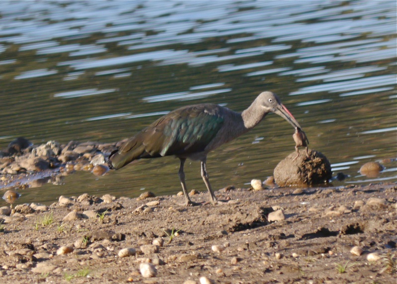 Birds of Lower Zambezi, Zambia, June 2013 P1010112