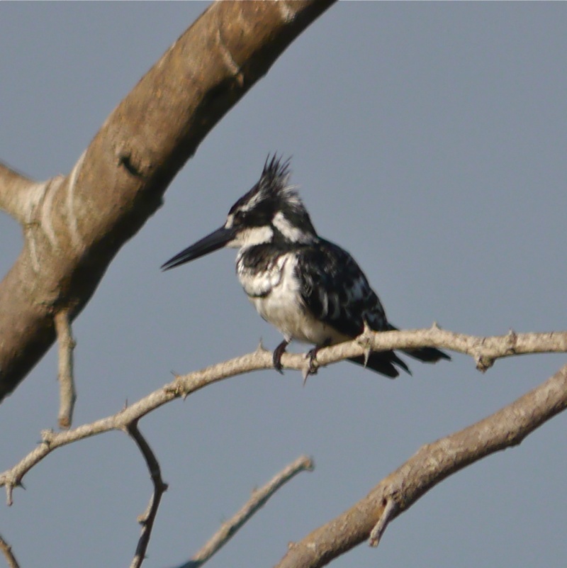Birds of Lower Zambezi, Zambia, June 2013 P1010211