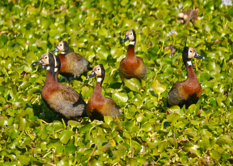 Birds of Lower Zambezi, Zambia, June 2013 P1010212