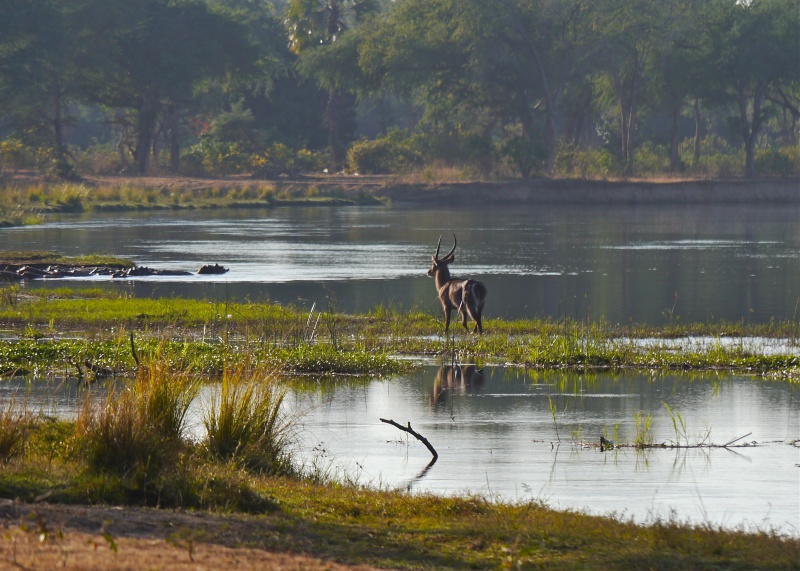 Lower Zambezi Miscellany P1010213