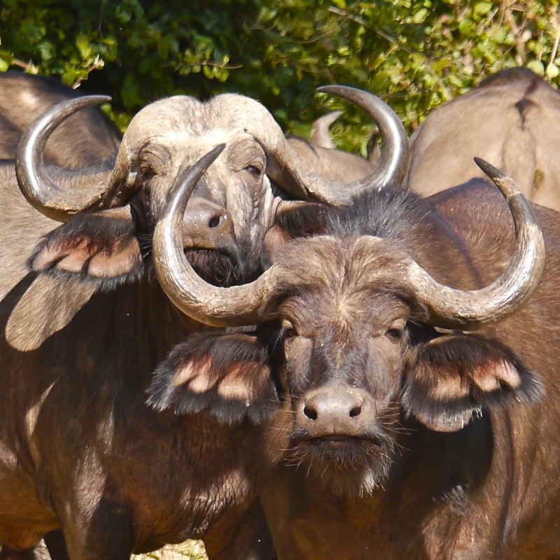 "Ellies and Buffs" Zambia Safari, June 2013 P1010310