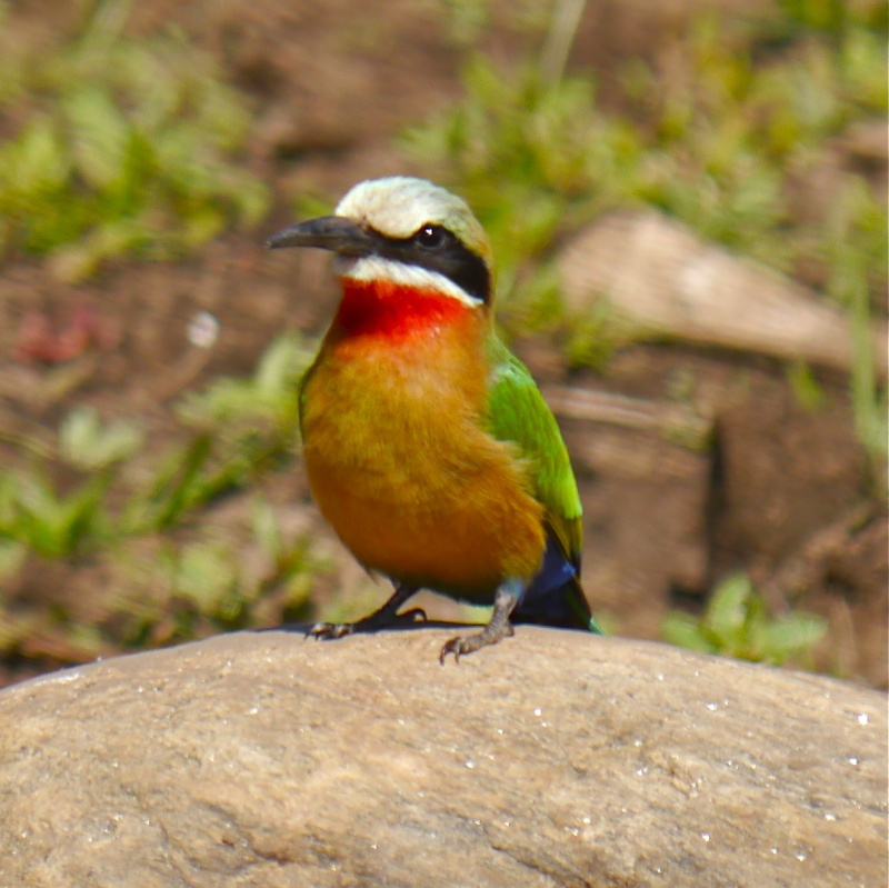 Birds of Lower Zambezi, Zambia, June 2013 P1010311