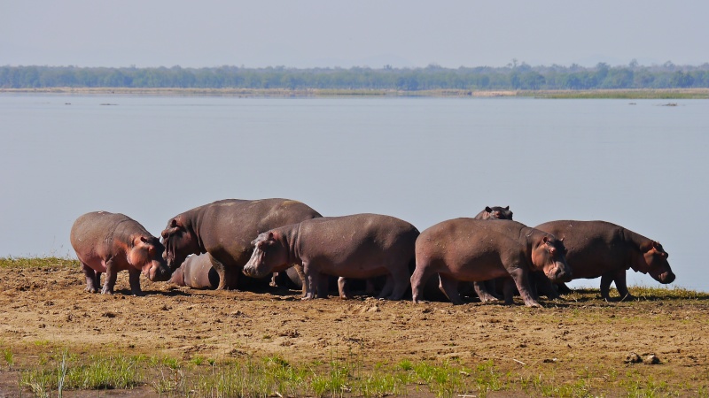 Hippos and Crocs, Zambia Safari, June 2013 P1010410