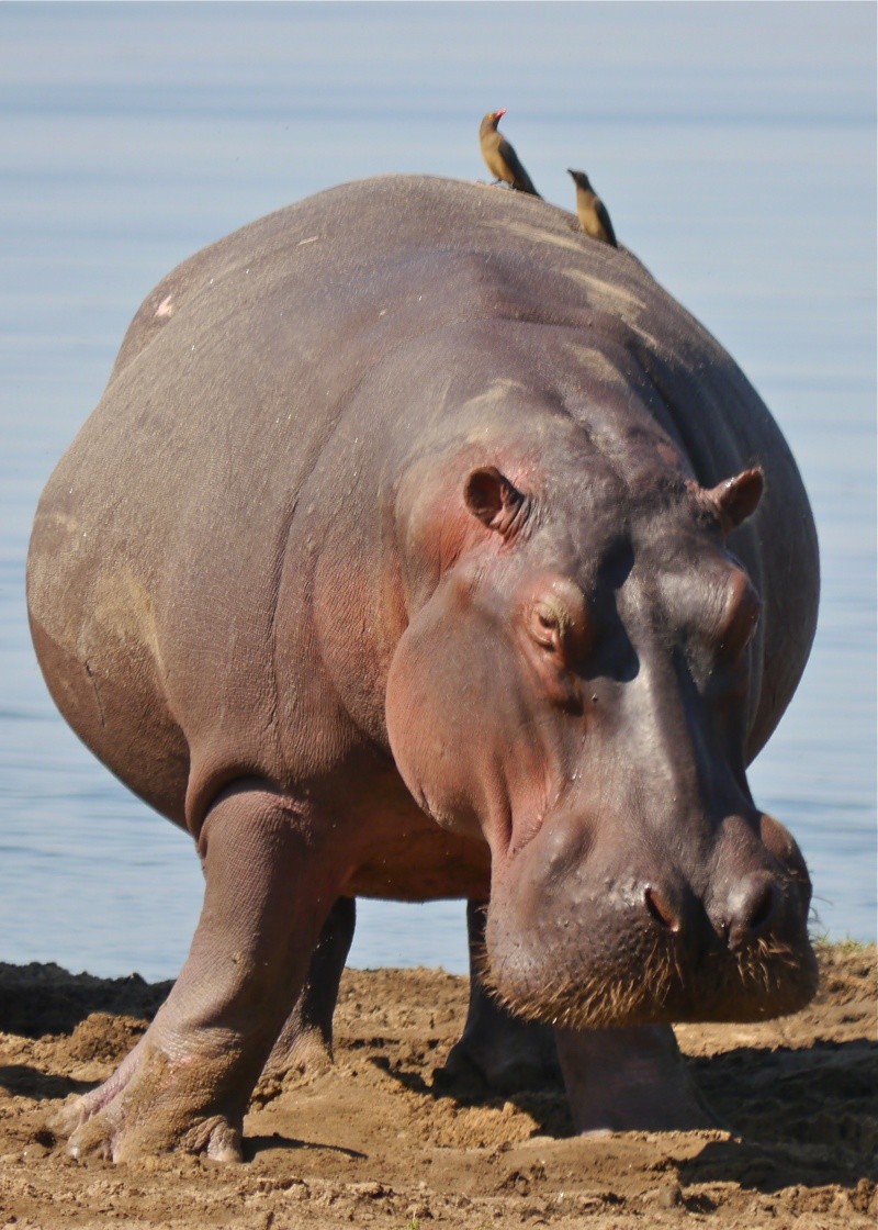 Hippos and Crocs, Zambia Safari, June 2013 P1010411