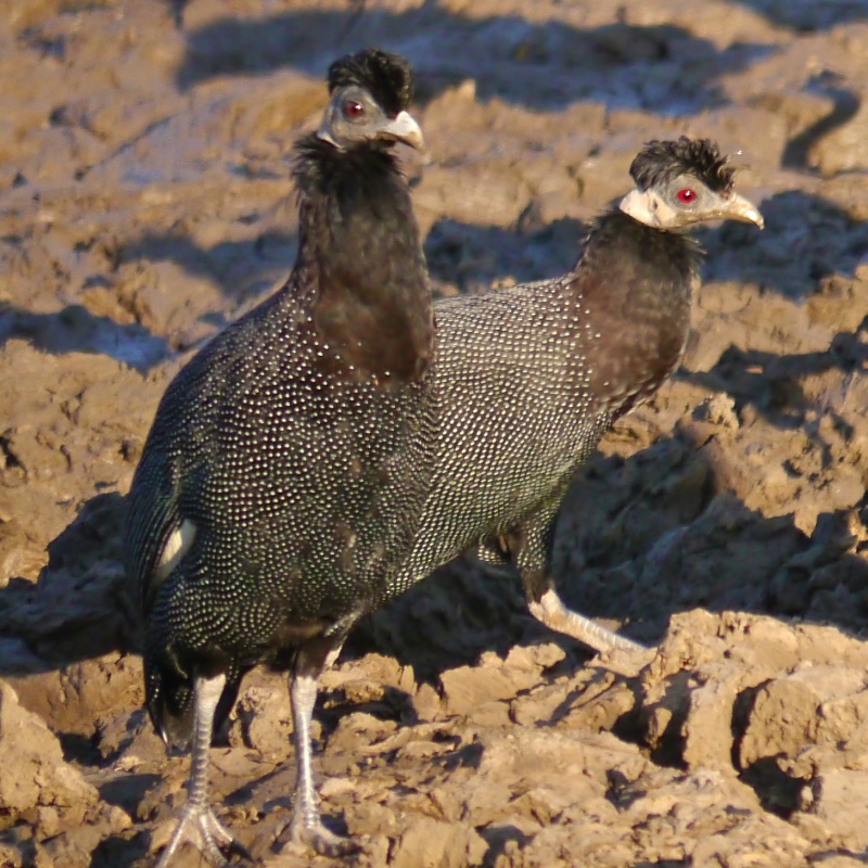 Birds of Lower Zambezi, Zambia, June 2013 P1010412