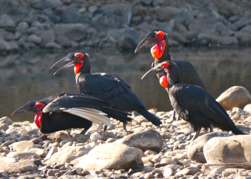 Birds of Lower Zambezi, Zambia, June 2013 P1010413