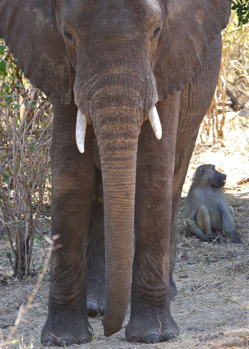 "Ellies and Buffs" Zambia Safari, June 2013 P1010510