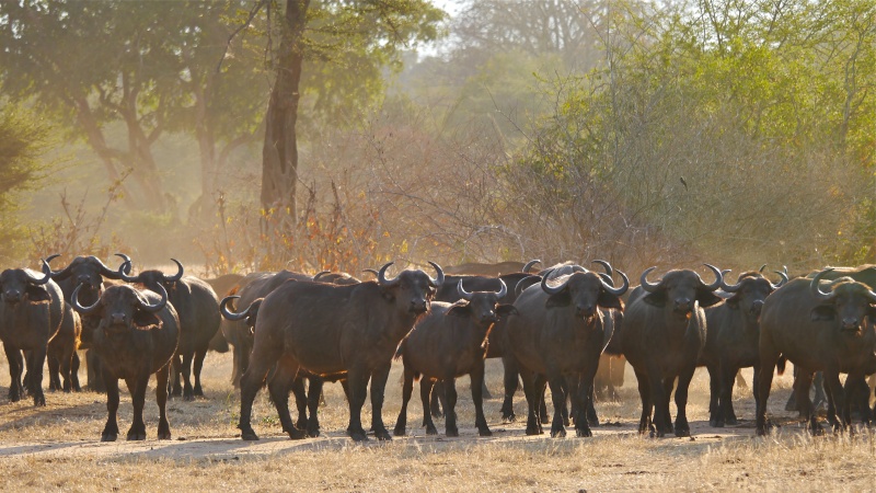 "Ellies and Buffs" Zambia Safari, June 2013 P1010511