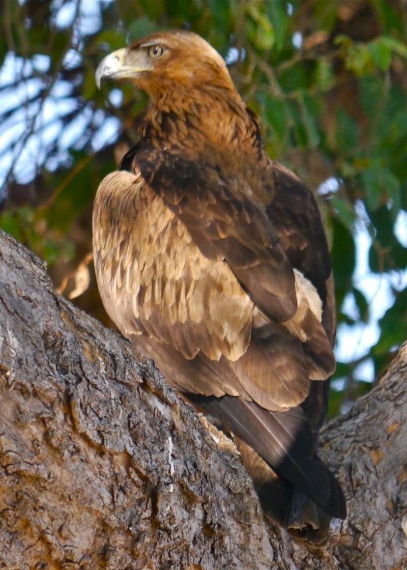 Birds of Lower Zambezi, Zambia, June 2013 P1010512