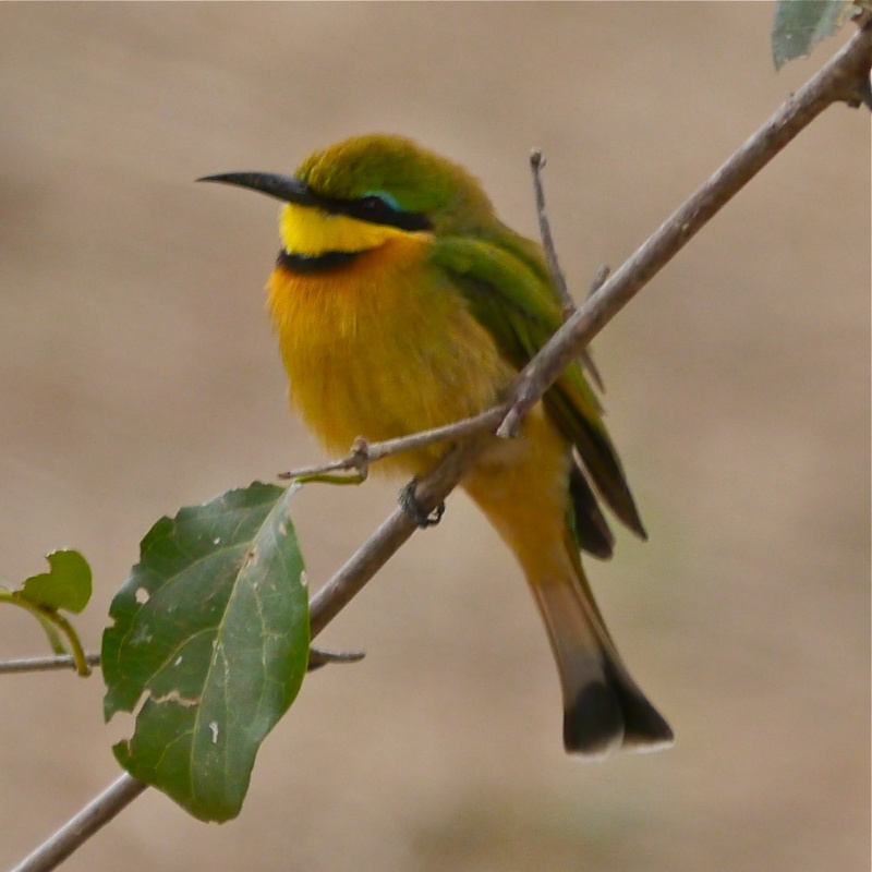 Birds of Lower Zambezi, Zambia, June 2013 P1010513