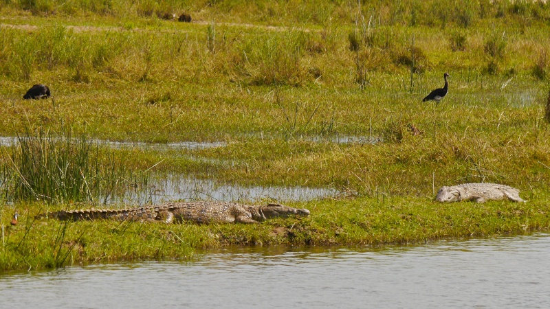 Hippos and Crocs, Zambia Safari, June 2013 P1010610