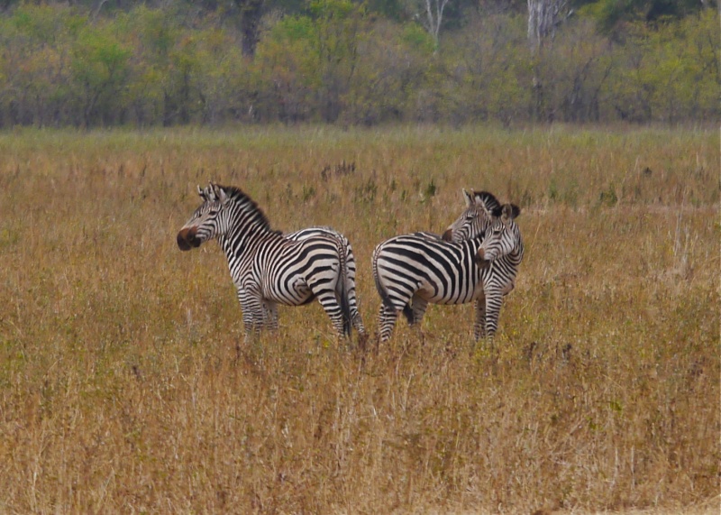 Lower Zambezi Miscellany P1010612