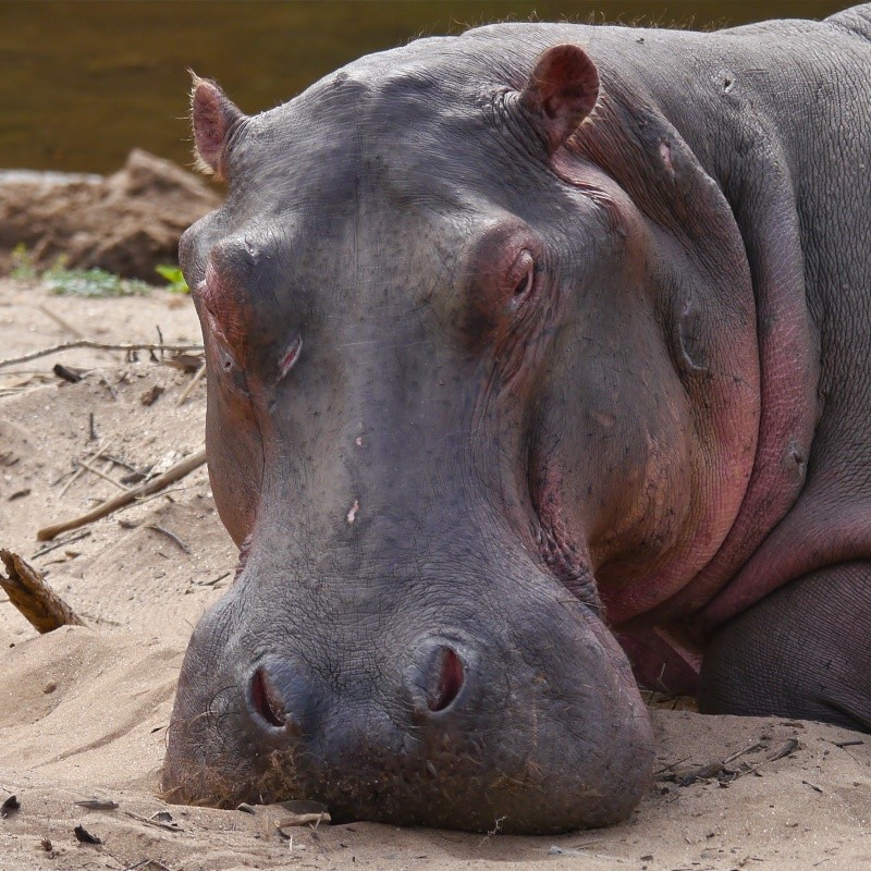 Hippos and Crocs, Zambia Safari, June 2013 P1010710