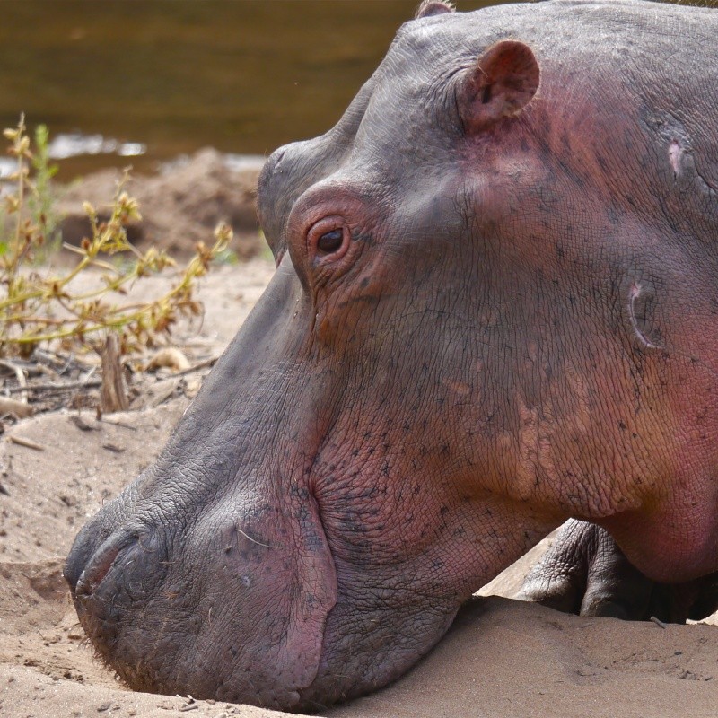 Hippos and Crocs, Zambia Safari, June 2013 P1010711