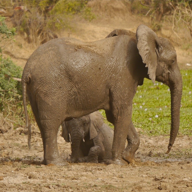 "Ellies and Buffs" Zambia Safari, June 2013 P1010712