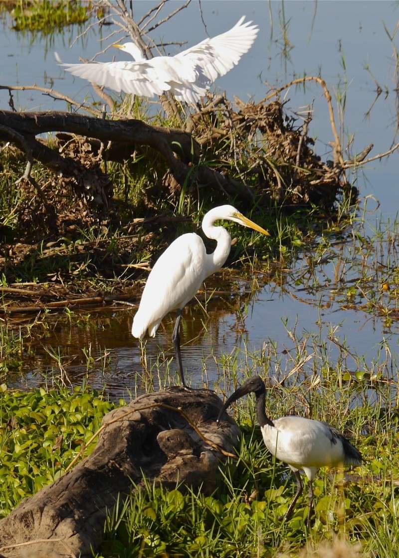 Birds of Lower Zambezi, Zambia, June 2013 P1010812