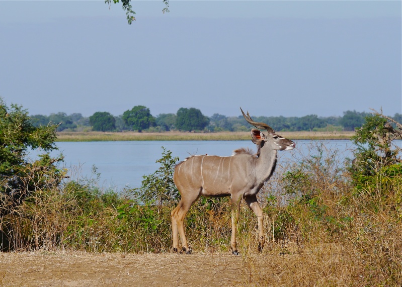 Lower Zambezi Miscellany P1010814