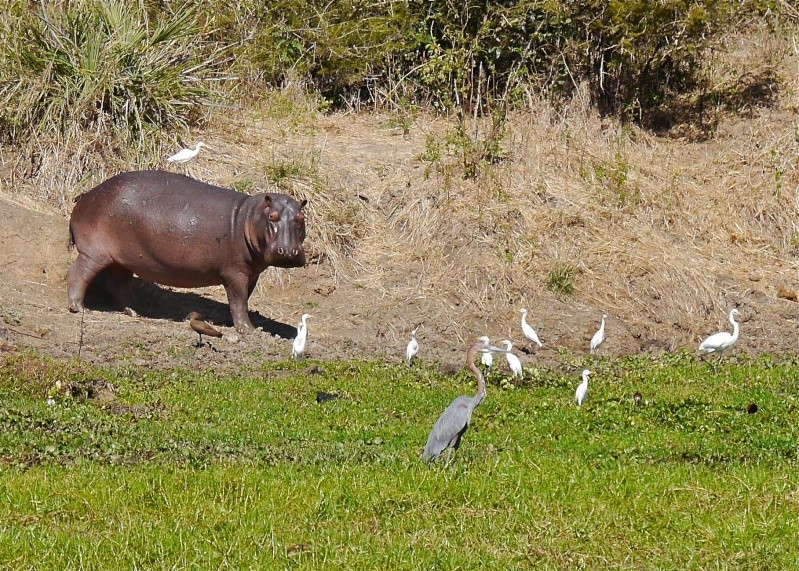 Hippos and Crocs, Zambia Safari, June 2013 P1010911