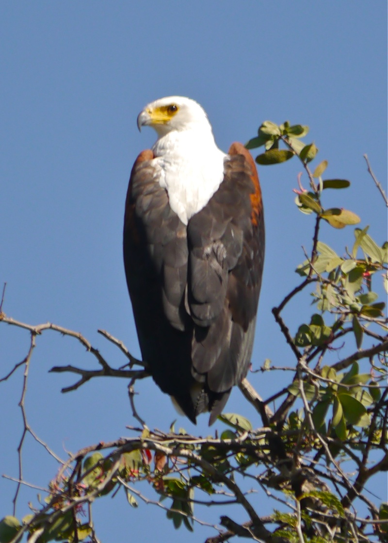 Birds of Lower Zambezi, Zambia, June 2013 P1010912