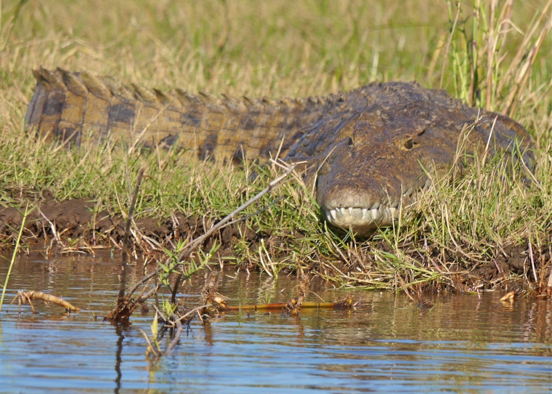 Hippos and Crocs, Zambia Safari, June 2013 P1020010