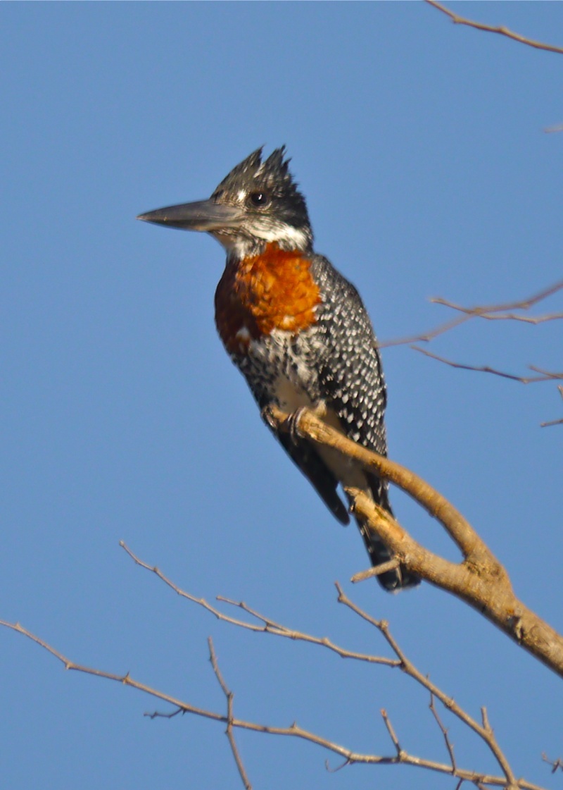 Birds of Lower Zambezi, Zambia, June 2013 P1020015