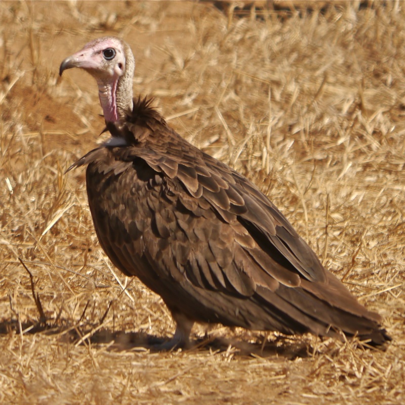 Birds of Lower Zambezi, Zambia, June 2013 P1020016