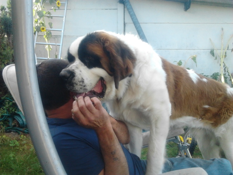 concours n° 43 : Le Bonjour façon saint Bernard  Photo012