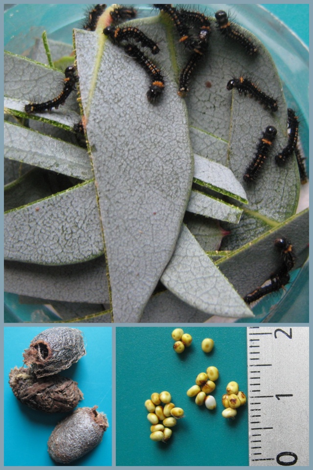 Suivi d'élevage - Emperor Gum-Opodiphthera eucalypti Empero11
