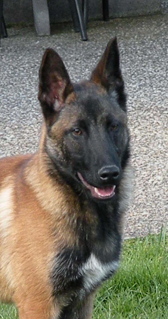 malinois a vendre Harami11