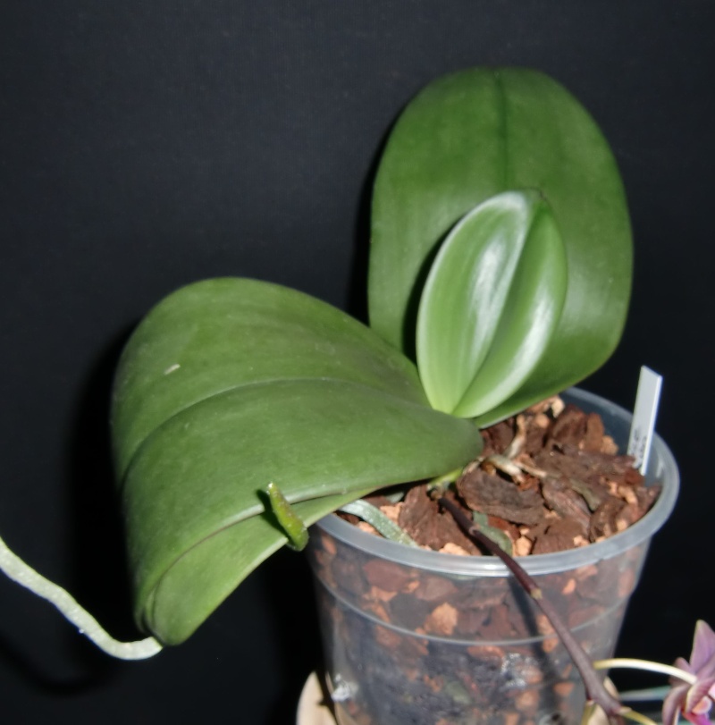 Phalaenopsis Bernice Maskin (gigantea x equestris) Bm10